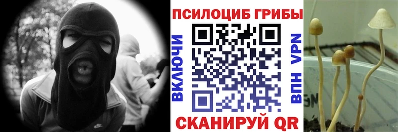 Купить закладки  Багратионовск  Галлюциногенные грибы MAGIC MUSHROOMS 